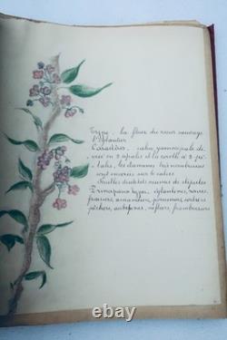 Herbier 14 planches & 17 planches de dessins originaux
