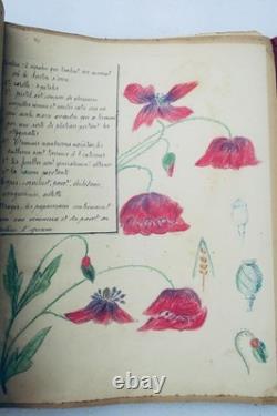Herbier 14 planches & 17 planches de dessins originaux