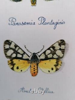 Magnifique planche de papillons dessin et aquarelle