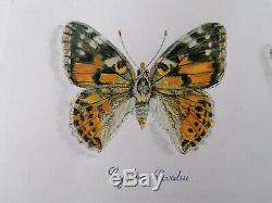 Magnifique planche de papillons dessin et aquarelle