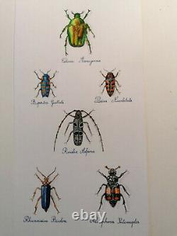 Magnifique planche de scarabées, dessin et aquarelle