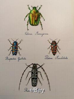 Magnifique planche de scarabées, dessin et aquarelle