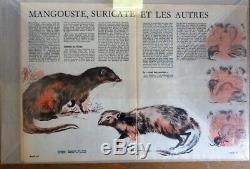 Planche Original dessins couleur aquarelle de RENÉ HAUSMAN La MANGOUSTE